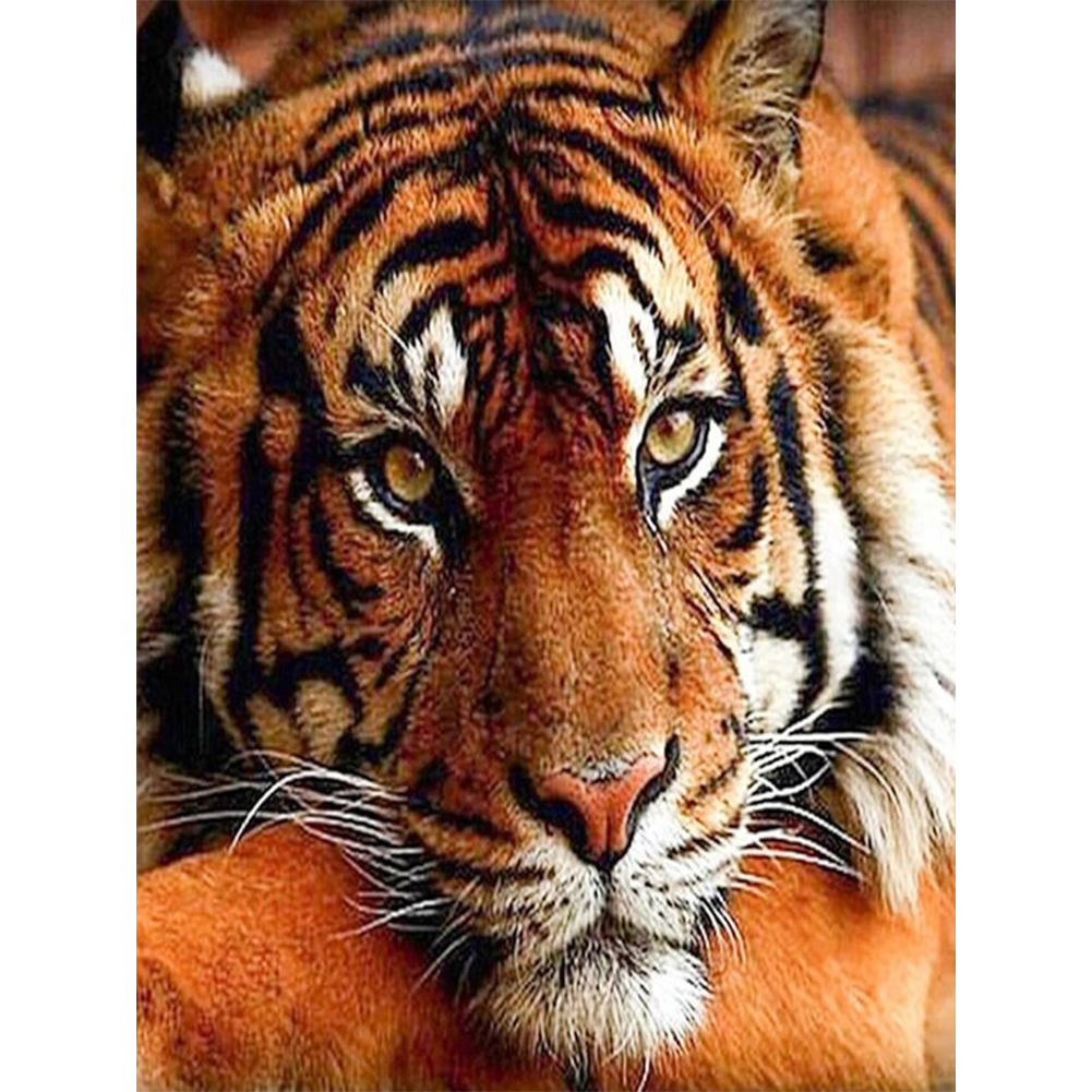 

30*40CM - Paint By Numbers - Tiger, 501 Original