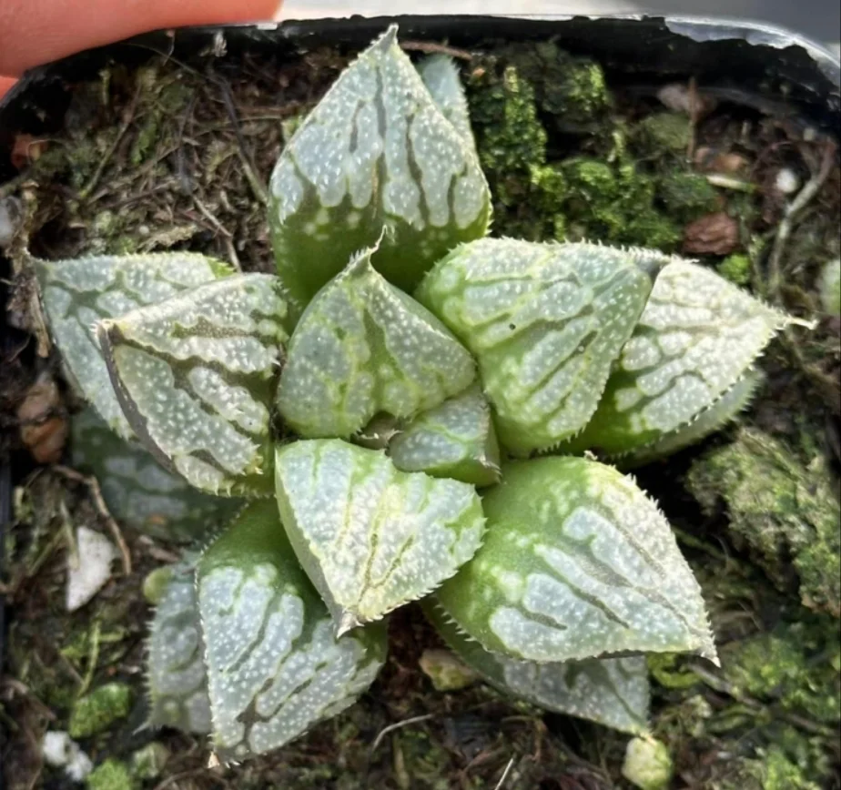 plant Aeonium Echeveria Haworthia  Caudex  Lithops Cactus  Agave 