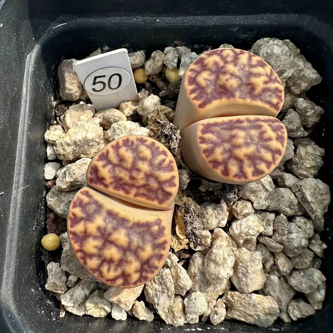 plant Aeonium Echeveria Haworthia  Caudex  Lithops Cactus  Agave 