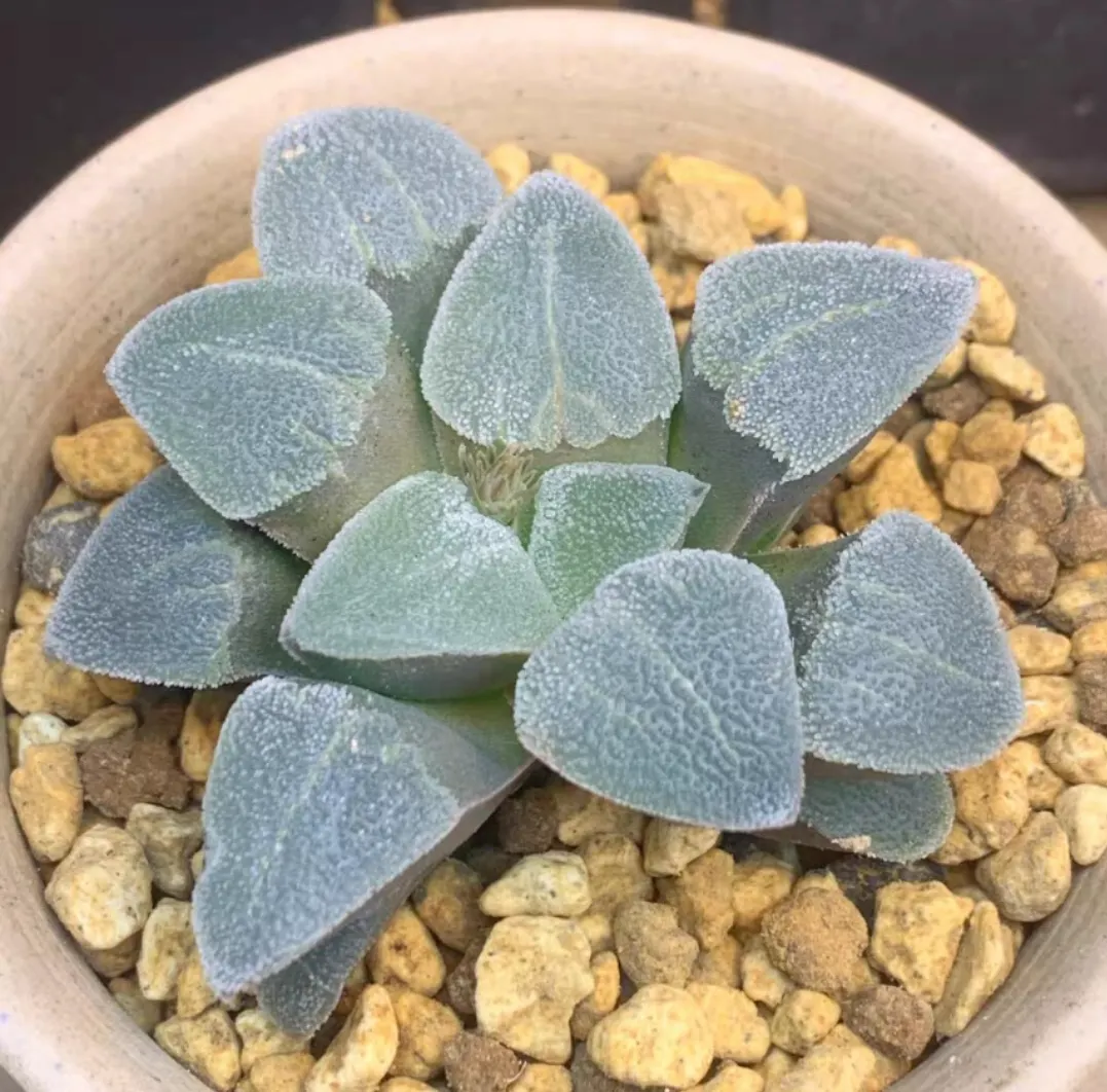 plant Aeonium Echeveria Haworthia  Caudex  Lithops Cactus  Agave 
