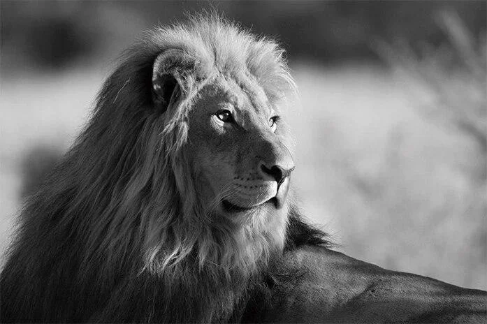 Minimalist Black and White Lion Animal Personality Mural Poster Home Interior Room Bedroom Wall Decoration Canvas Art (no Frame) 1103-1