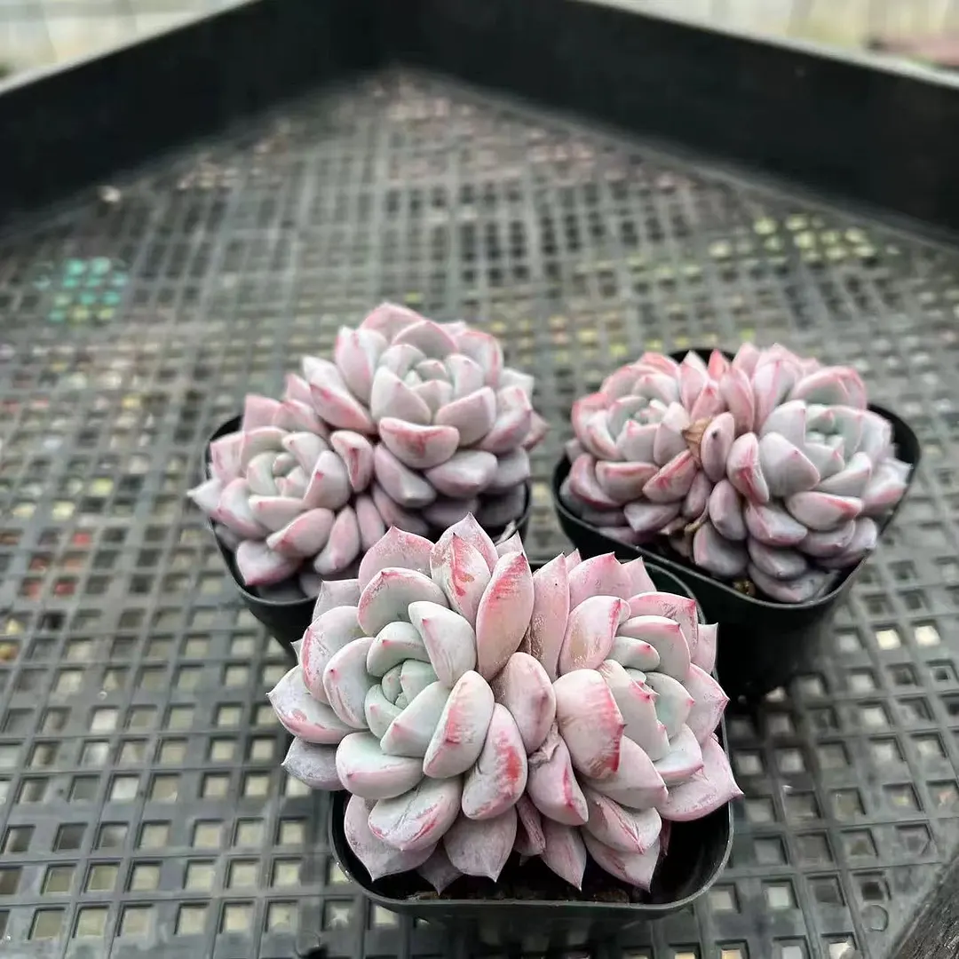 plant Aeonium Echeveria Haworthia  Caudex  Lithops Cactus  Agave 