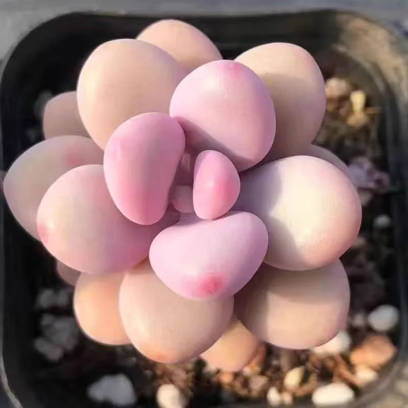 plant Aeonium Echeveria Haworthia  Caudex  Lithops Cactus  Agave 