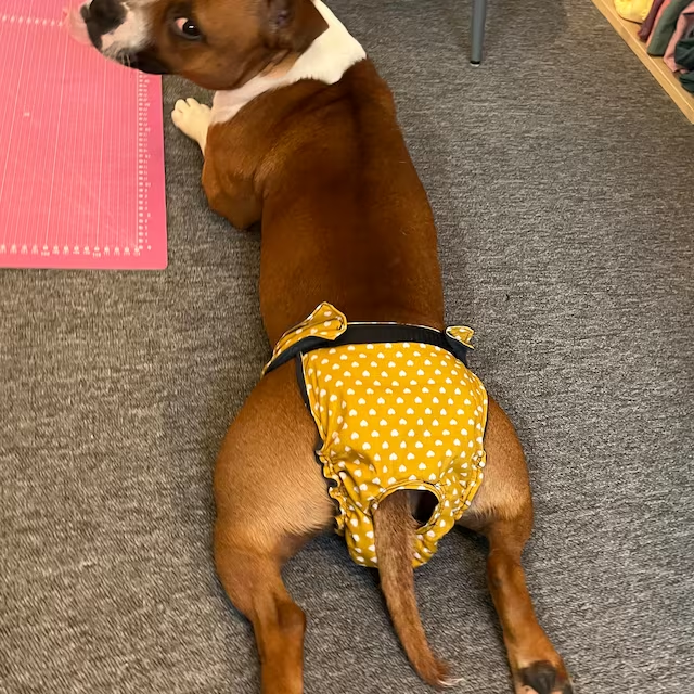 Sew a Dog Diaper Sewing Template