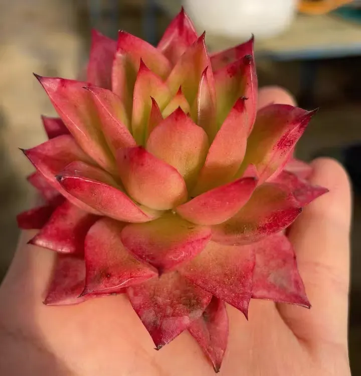 plant Aeonium Echeveria Haworthia  Caudex  Lithops Cactus  Agave 