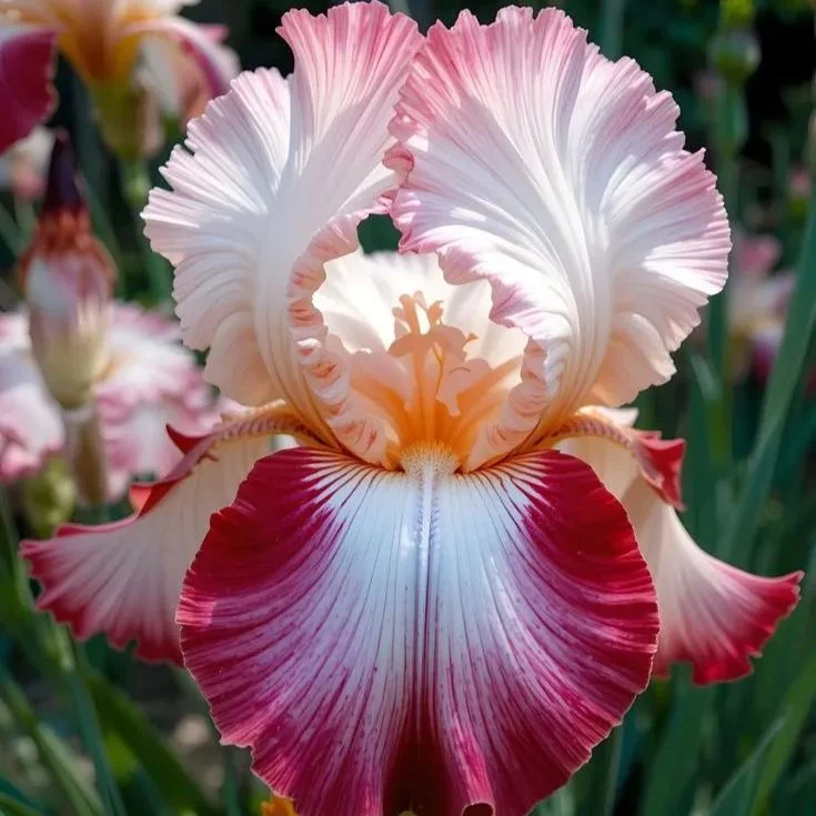 Amber Glow-Rare Iris Bulbs⚜️