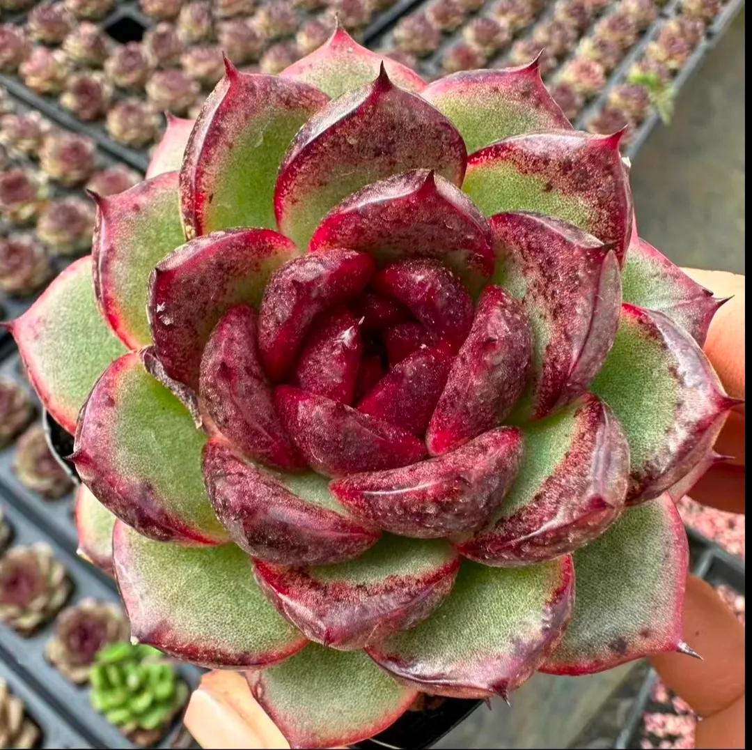 plant Aeonium Echeveria Haworthia  Caudex  Lithops Cactus  Agave 