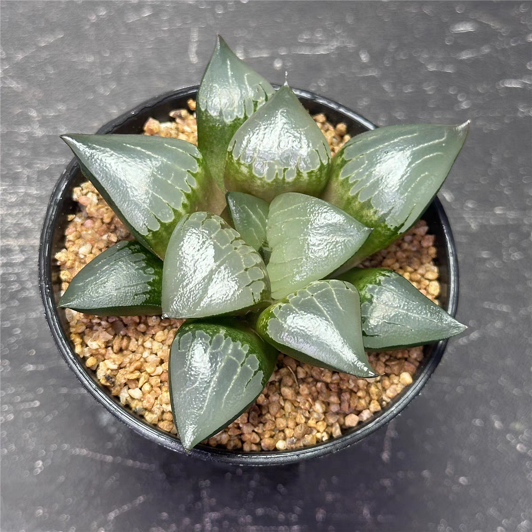 bjbm63.Haworthia Cotyledon pendens 6-7cm / Haworthia/ Succulent plants / Garden landscape / Carefully select healthy plants