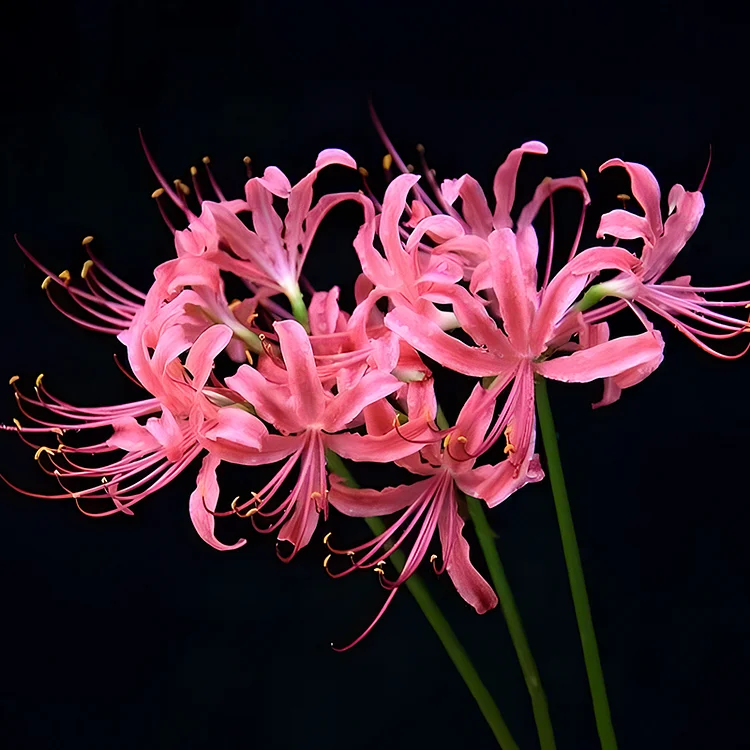 Spider Lily Bulbs-Multicolor