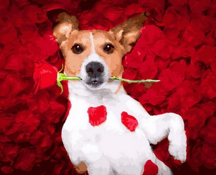 

Dog Love Rose Valentines – Paint By Numbers - 40*50CM, 501 Original