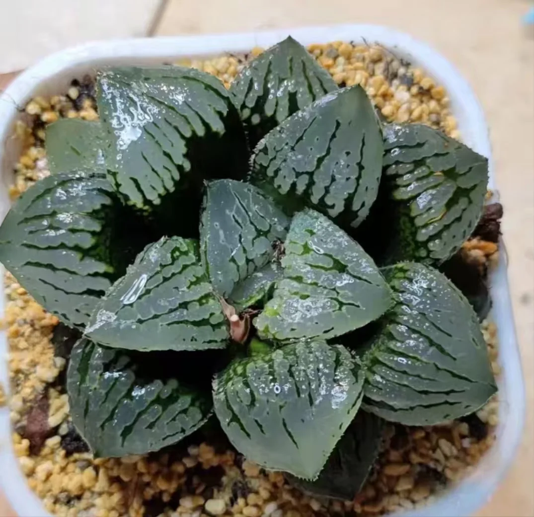 plant Aeonium Echeveria Haworthia  Caudex  Lithops Cactus  Agave 
