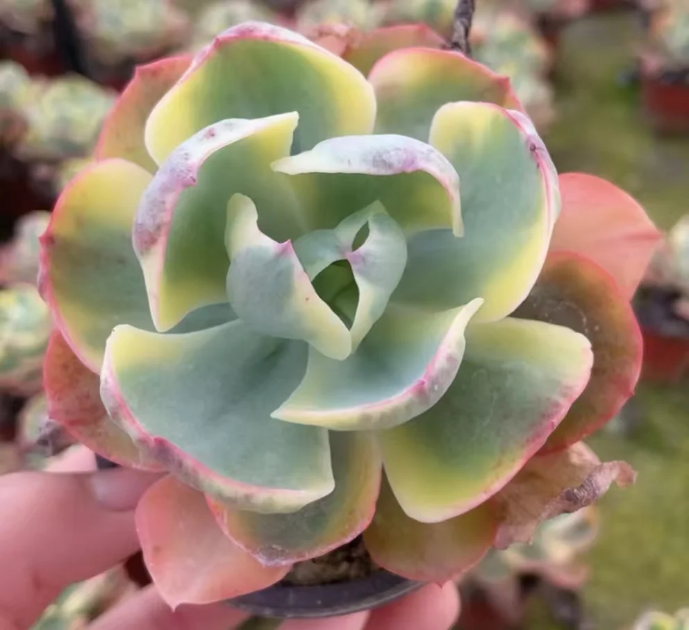 plant Aeonium Echeveria Haworthia  Caudex  Lithops Cactus  Agave 