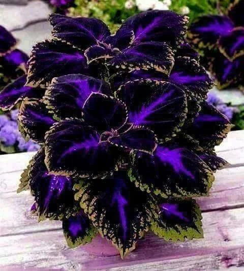 🔥🔥Garden Renewal💥Coleus blumei - black blue
