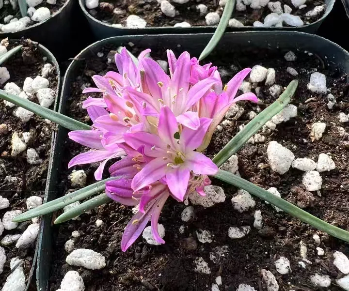 plant Aeonium Echeveria Haworthia  Caudex  Lithops Cactus  Agave 