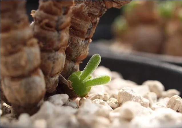 Rabbit Ear Succulent seeds, Rare succulent