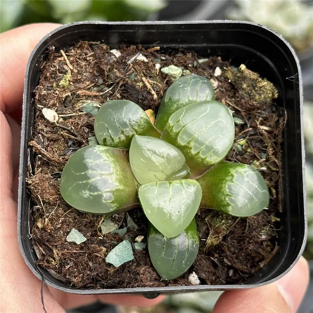 plant Aeonium Echeveria Haworthia  Caudex  Lithops Cactus  Agave 
