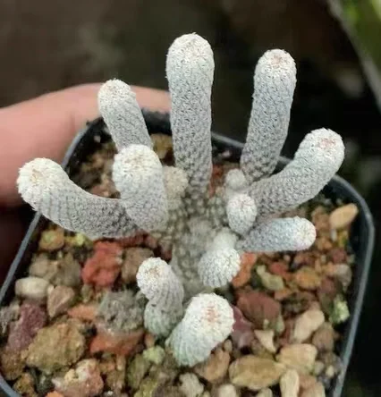 plant Aeonium Echeveria Haworthia  Caudex  Lithops Cactus  Agave 