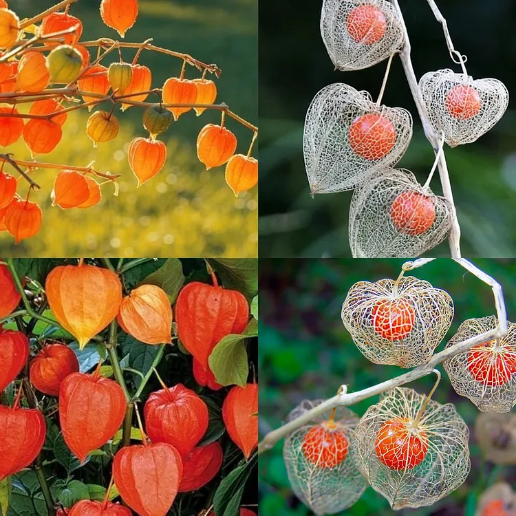 Physalis alkekengi，Strawberry groundcherry，Winter Ground Cherry - Chinese Lantern Seeds