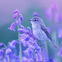 Bluebell Bird - Diamond Painting