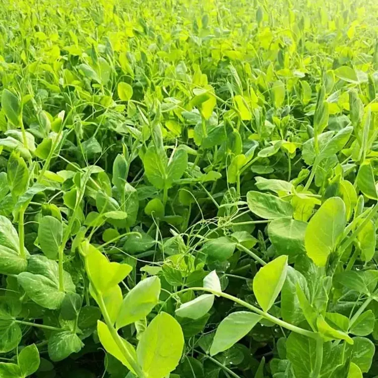 Pea Serge Seeds - Pea Shoots