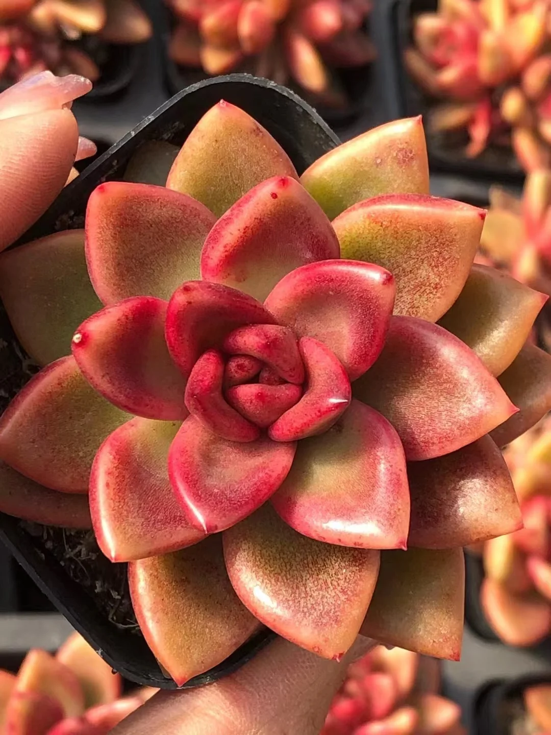 plant Aeonium Echeveria Haworthia  Caudex  Lithops Cactus  Agave 