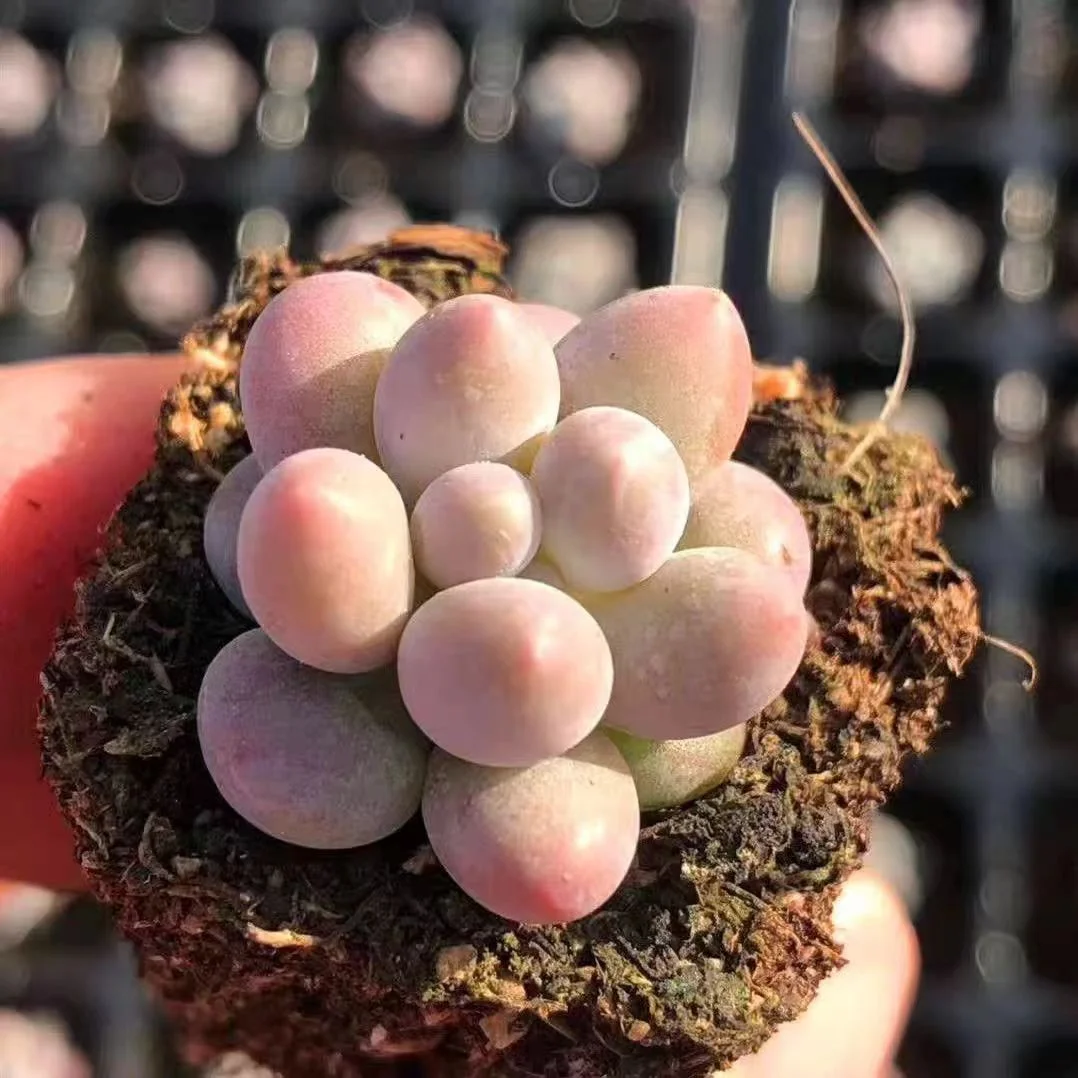 plant Aeonium Echeveria Haworthia  Caudex  Lithops Cactus  Agave 