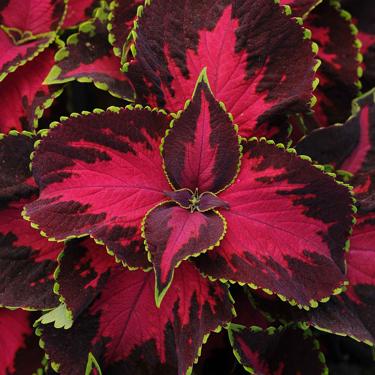 Coleus Seeds - Chocolate Covered Cherry