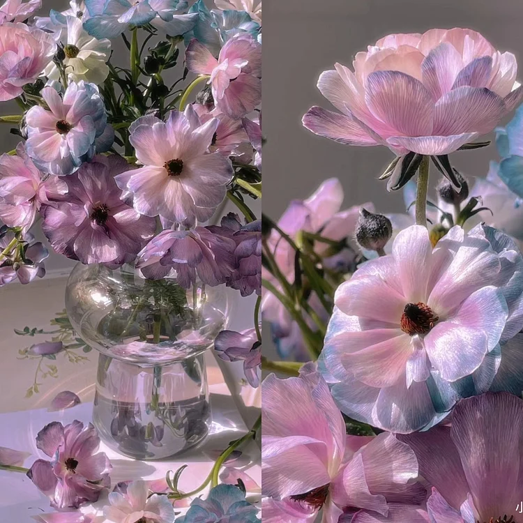 🦋Butterfly Ranunculus