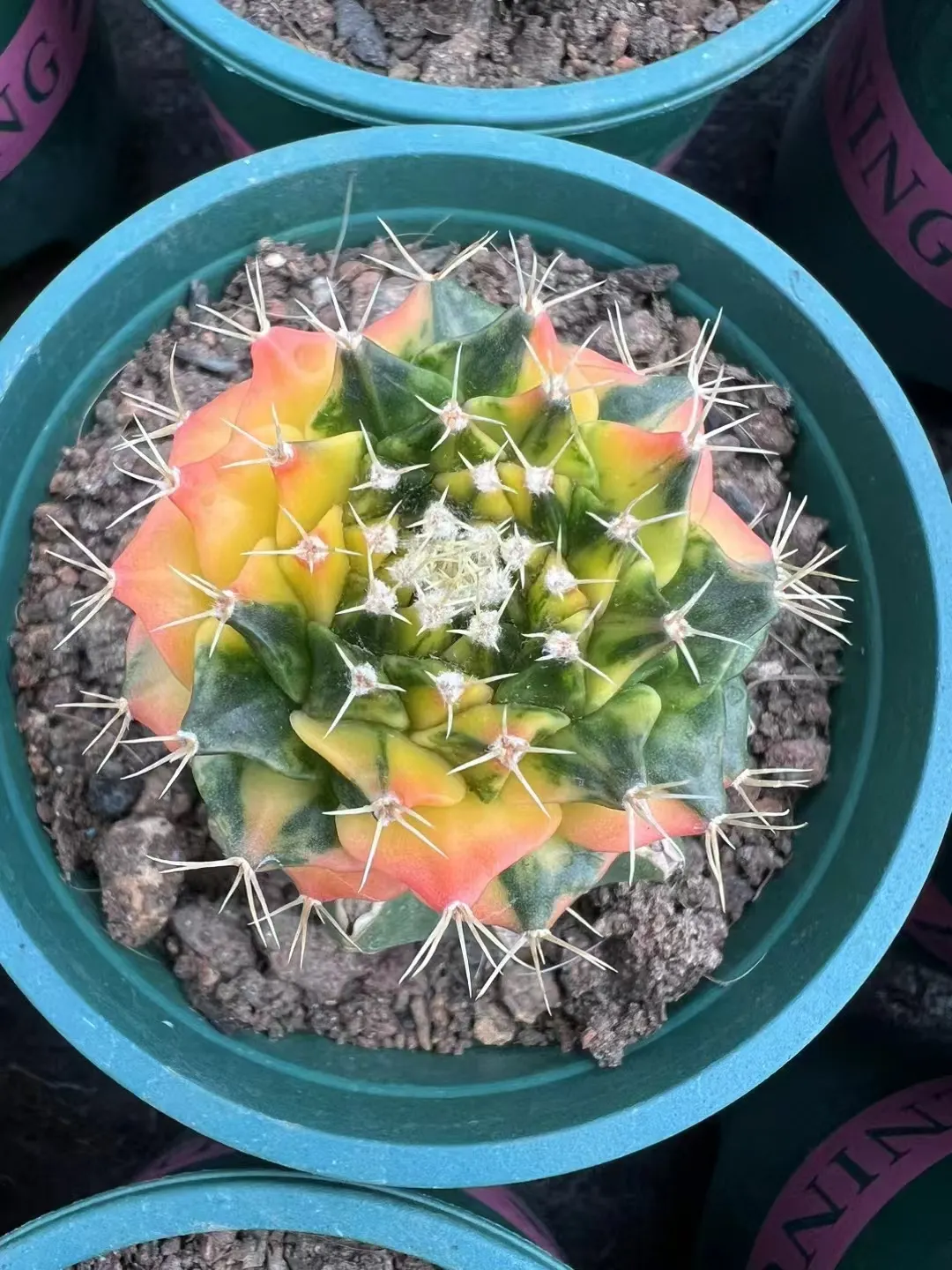 plant Aeonium Echeveria Haworthia  Caudex  Lithops Cactus  Agave 