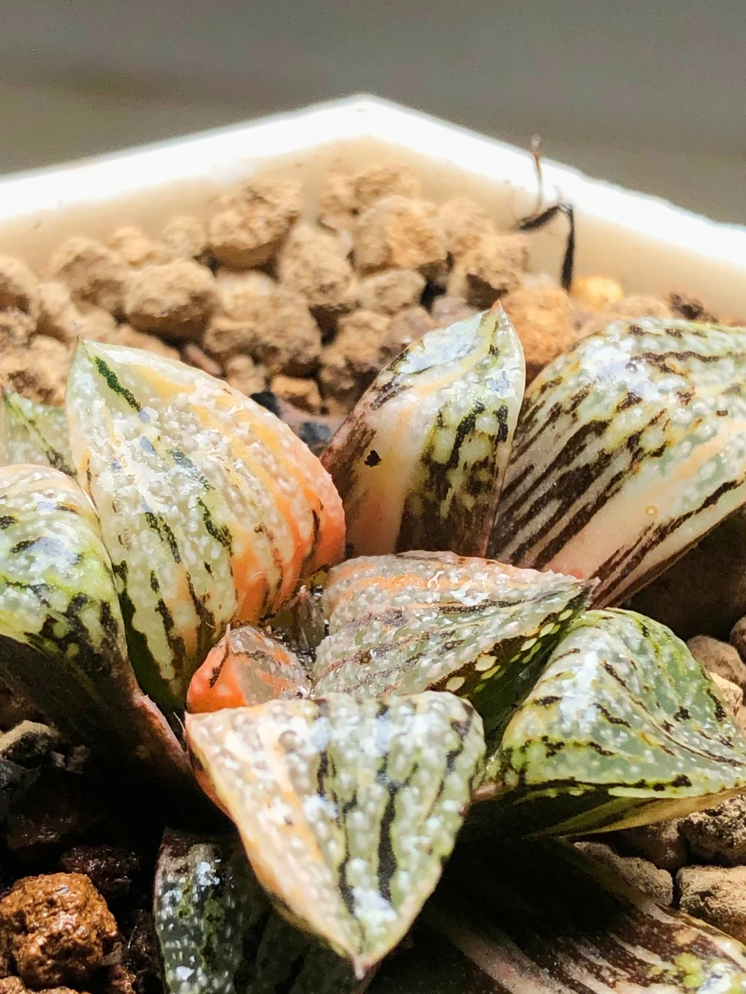 onestock.Haworthia Picta Variegated 4.8cm/ Haworthia/ Succulent plants / Garden landscape / Carefully select healthy plants