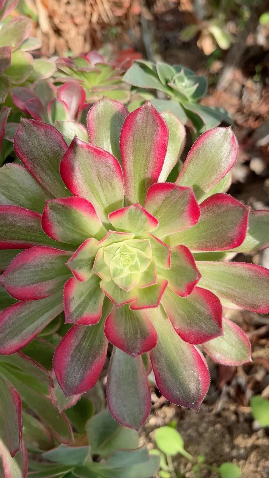 plant Aeonium Echeveria Haworthia  Caudex  Lithops Cactus  Agave 