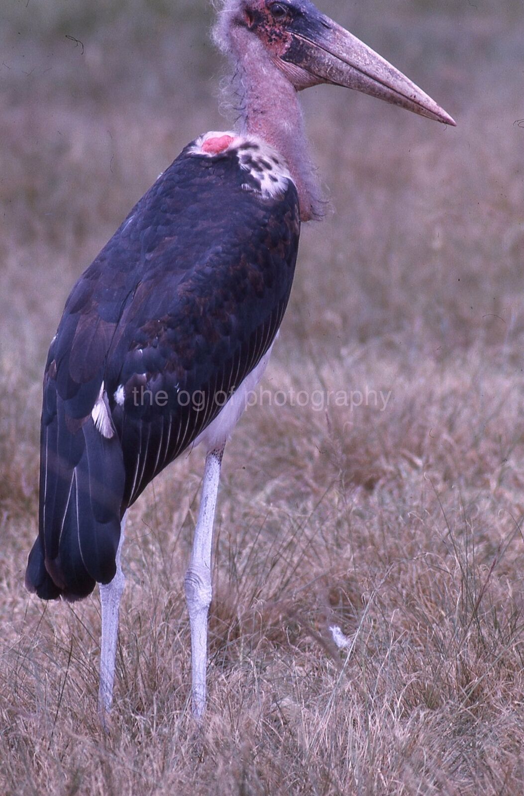 MARABOW 35mm FOUND BIRD SLIDE Vintage COLOR Photo Poster painting 15 T 21 N