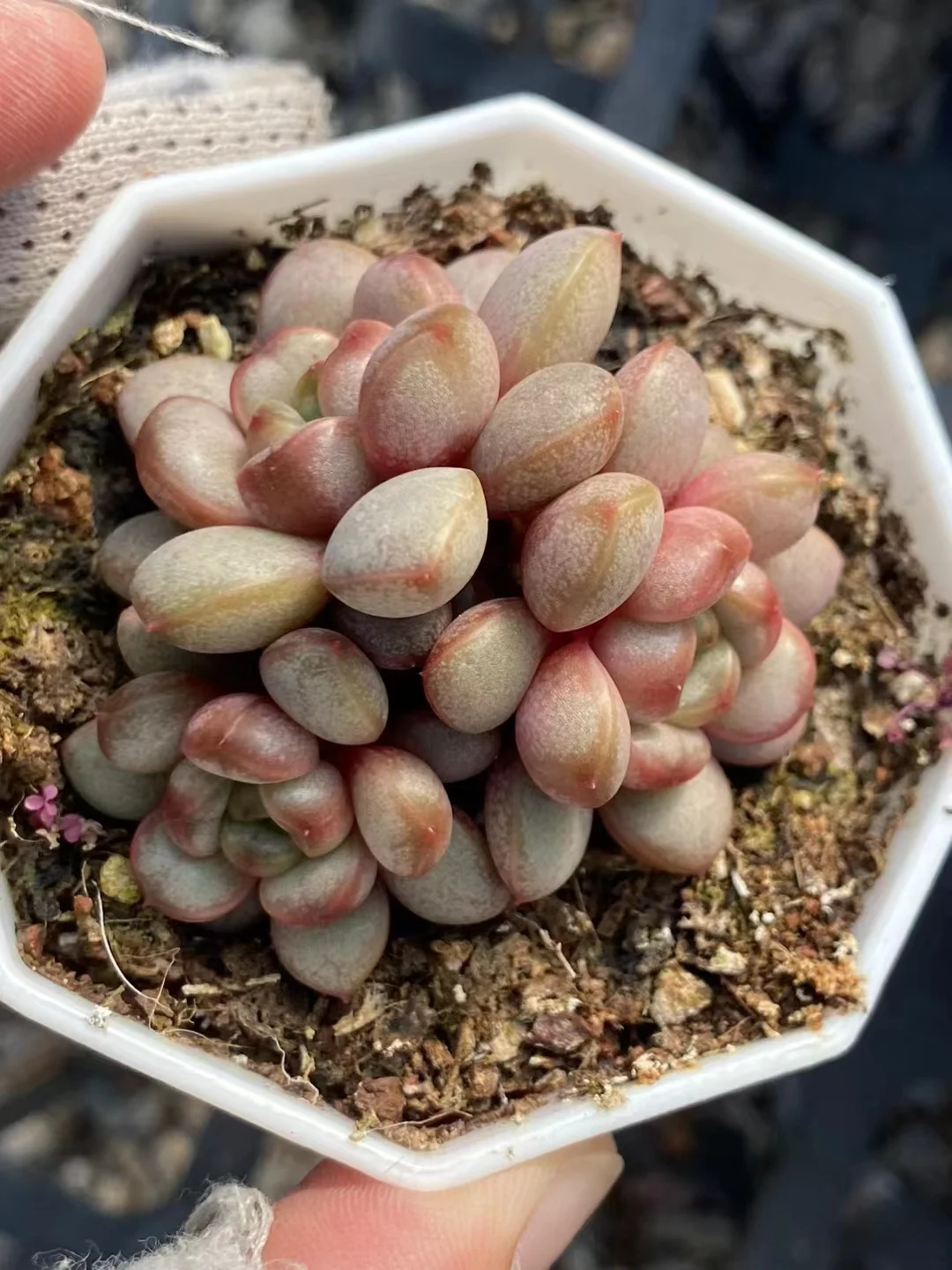 plant Aeonium Echeveria Haworthia  Caudex  Lithops Cactus  Agave 