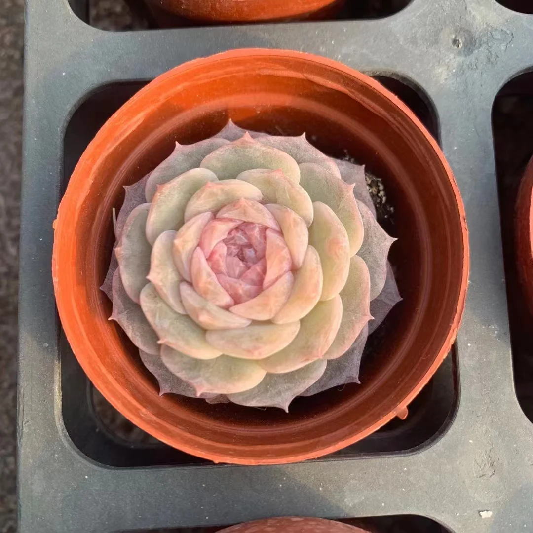 plant Aeonium Echeveria Haworthia  Caudex  Lithops Cactus  Agave 