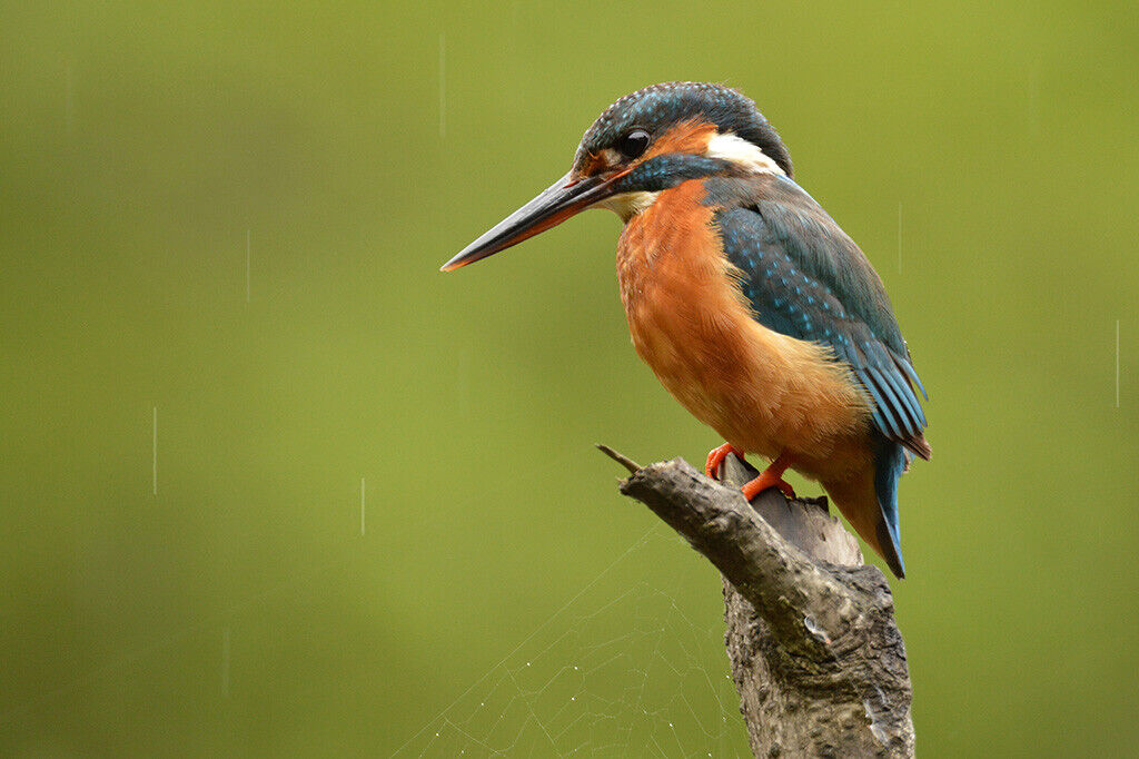 Kingfisher Wildlife 12x8 inch print picture