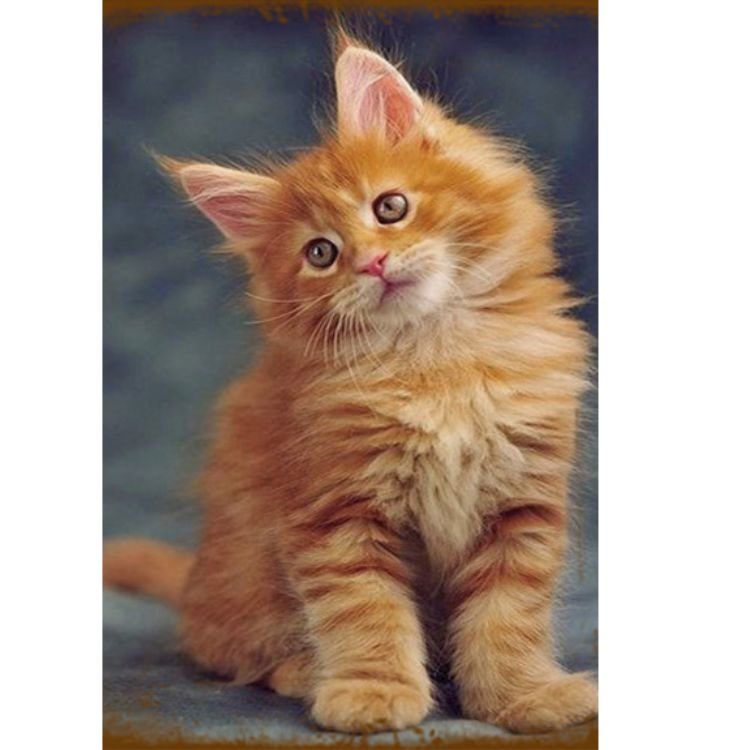 Little Orange Cat - Vintage Tin Signs/Wooden Signs - 7.9x11.8in & 11.8x15.7in
