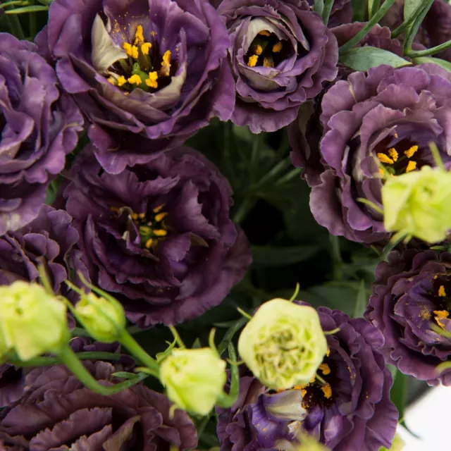 EXOTIC RARE LISIANTHUS SEEDS Jonyparkseed®
