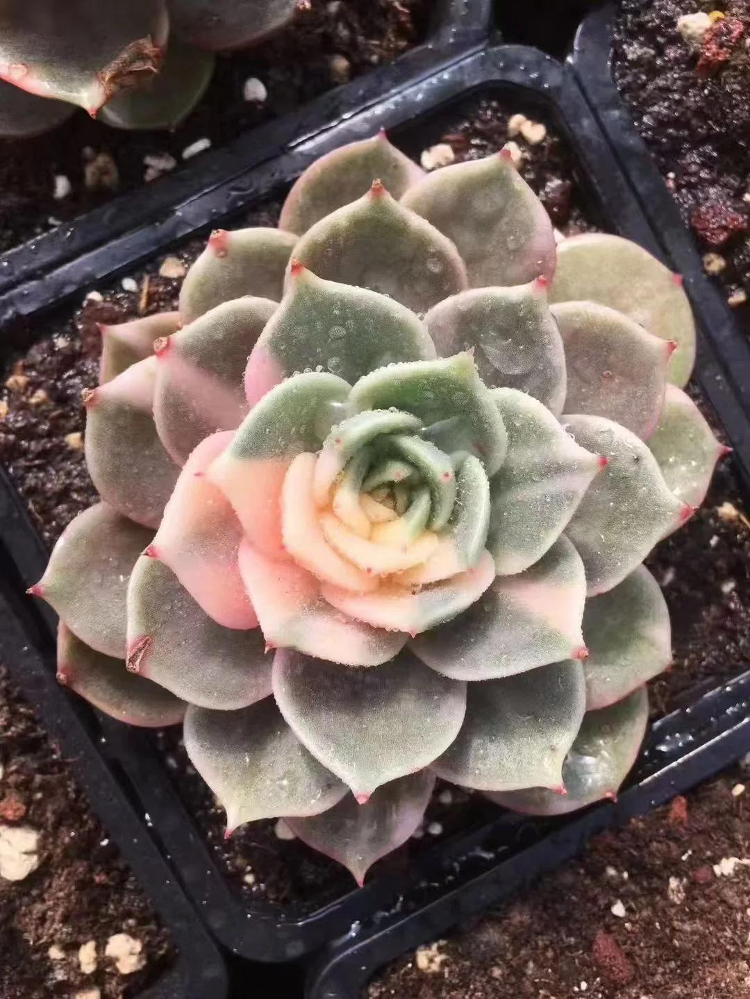 plant Aeonium Echeveria Haworthia  Caudex  Lithops Cactus  Agave 