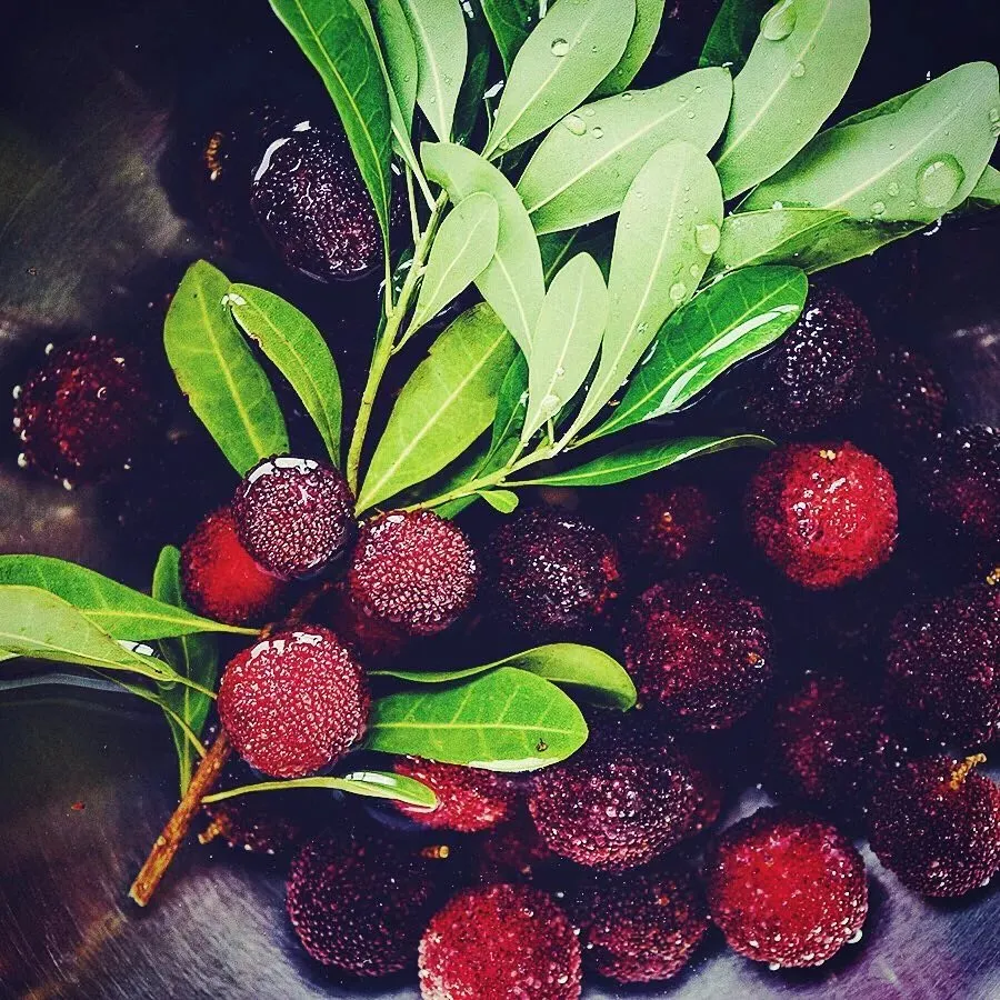 Giant Bayberry: Ping-Pong Ball Size, ⭐Strawberry-Cherry Fusion Flavor