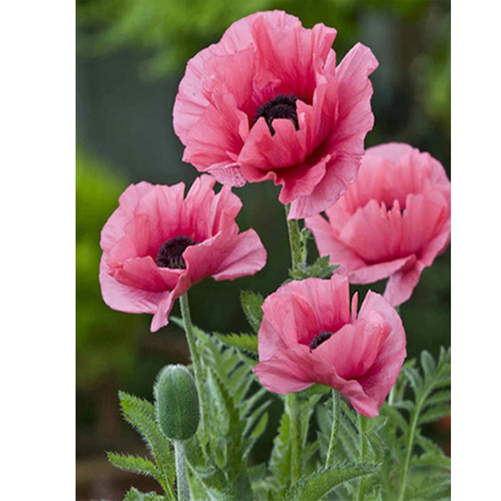 

40*50CM - Round Drill Diamond Painting - Flower, 501 Original