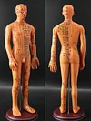 Acupuncture Point Human Body Model Meridian Acupoint Model
