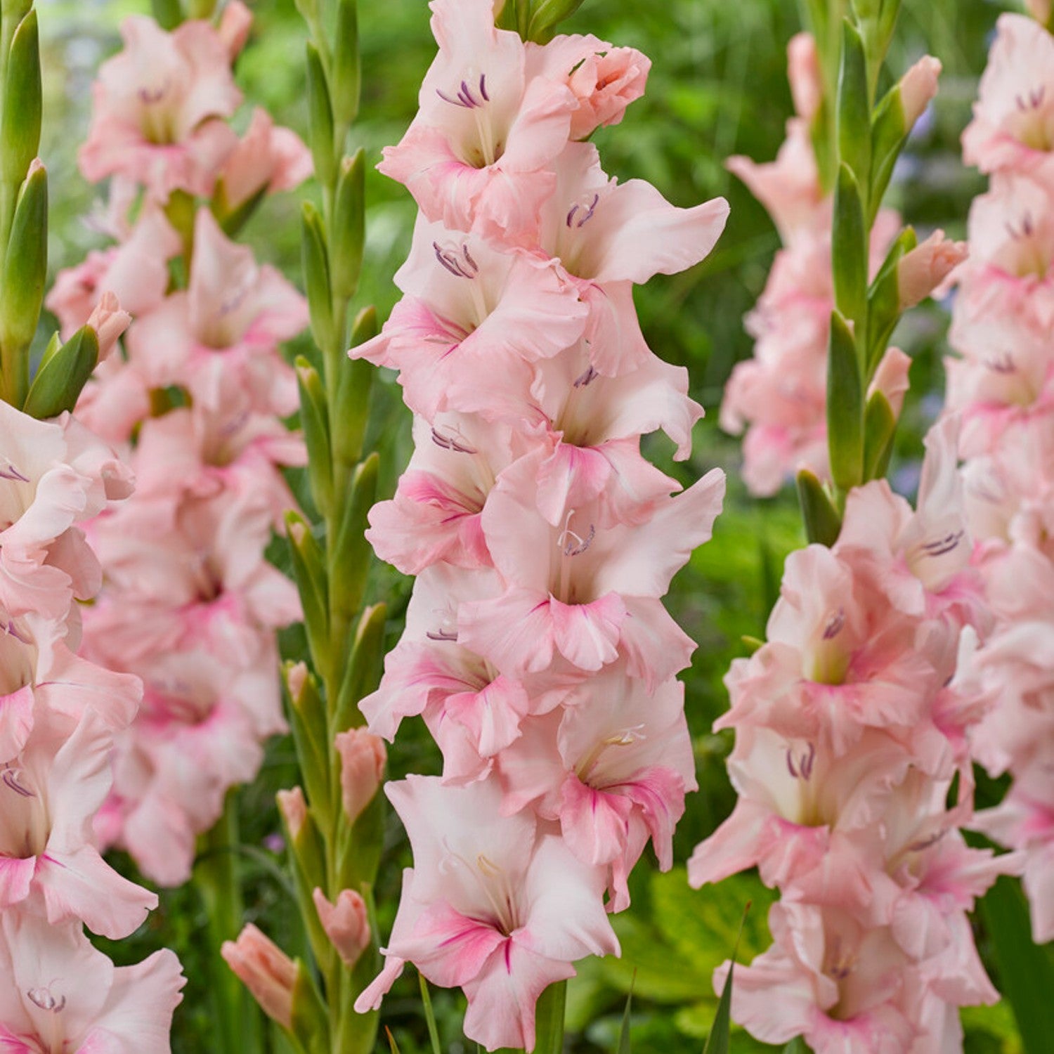 Gorgeous Light Pink Gladiolus Adrenalin | Flower Bulbs for Sale – Easy To  Grow Bulbs