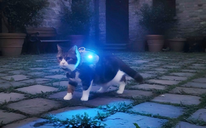Why Every Cat Owner Needs a Tactical Harness with LED Safety Lights