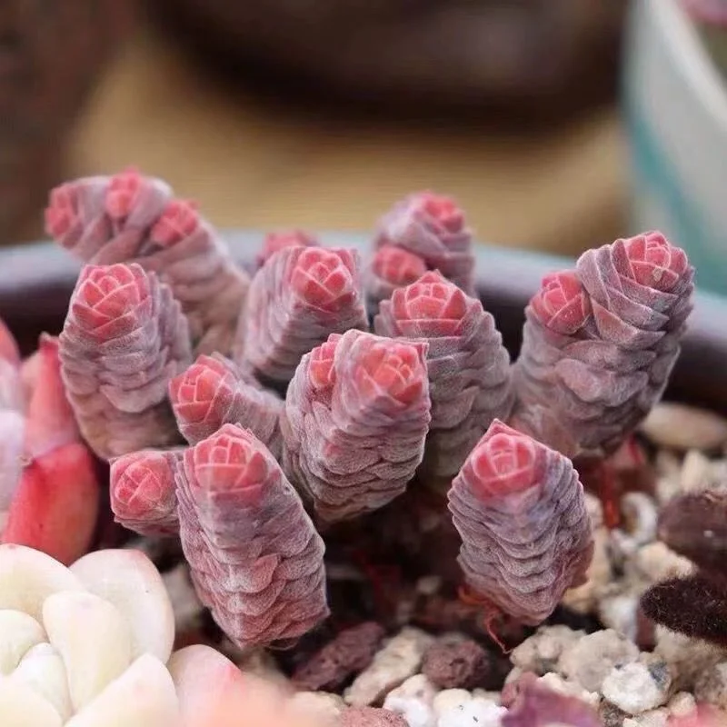 563. Echeveria  Crassula columnella .  4-5cm  cluster /Echeveria / Succulent plants / Garden landscape / Carefully select healthy plants