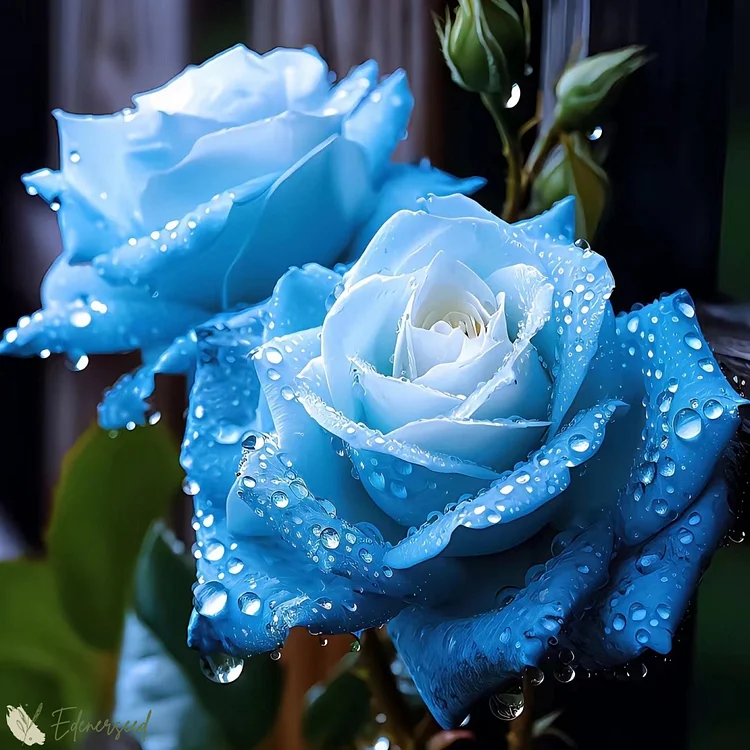 💜💙PURPLE BLUE ROSE SEEDS