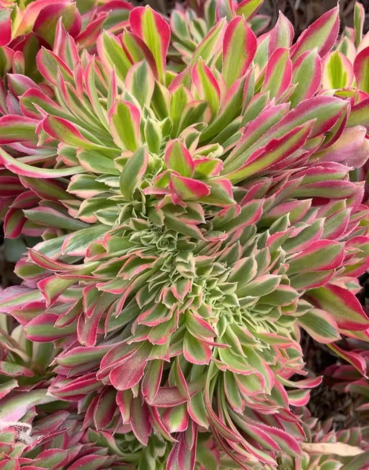 plant Aeonium Echeveria Haworthia  Caudex  Lithops Cactus  Agave 