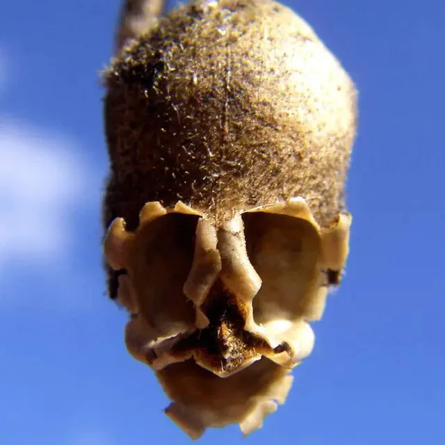 Snapdragon's Skull Flower Custom Mix Seeds