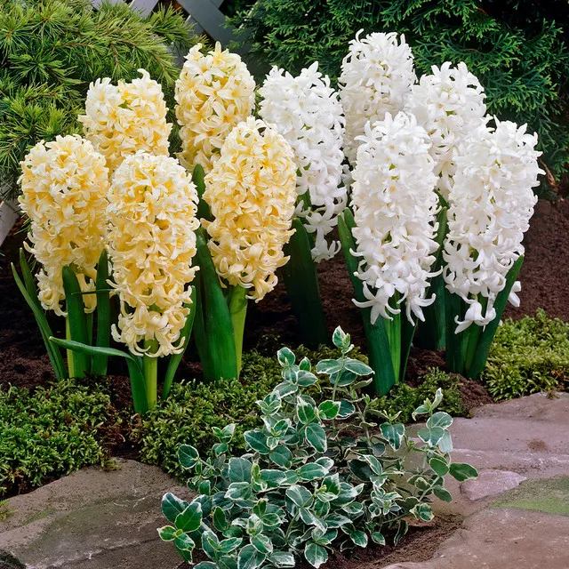 Mixed Color Hyacinth Seeds
