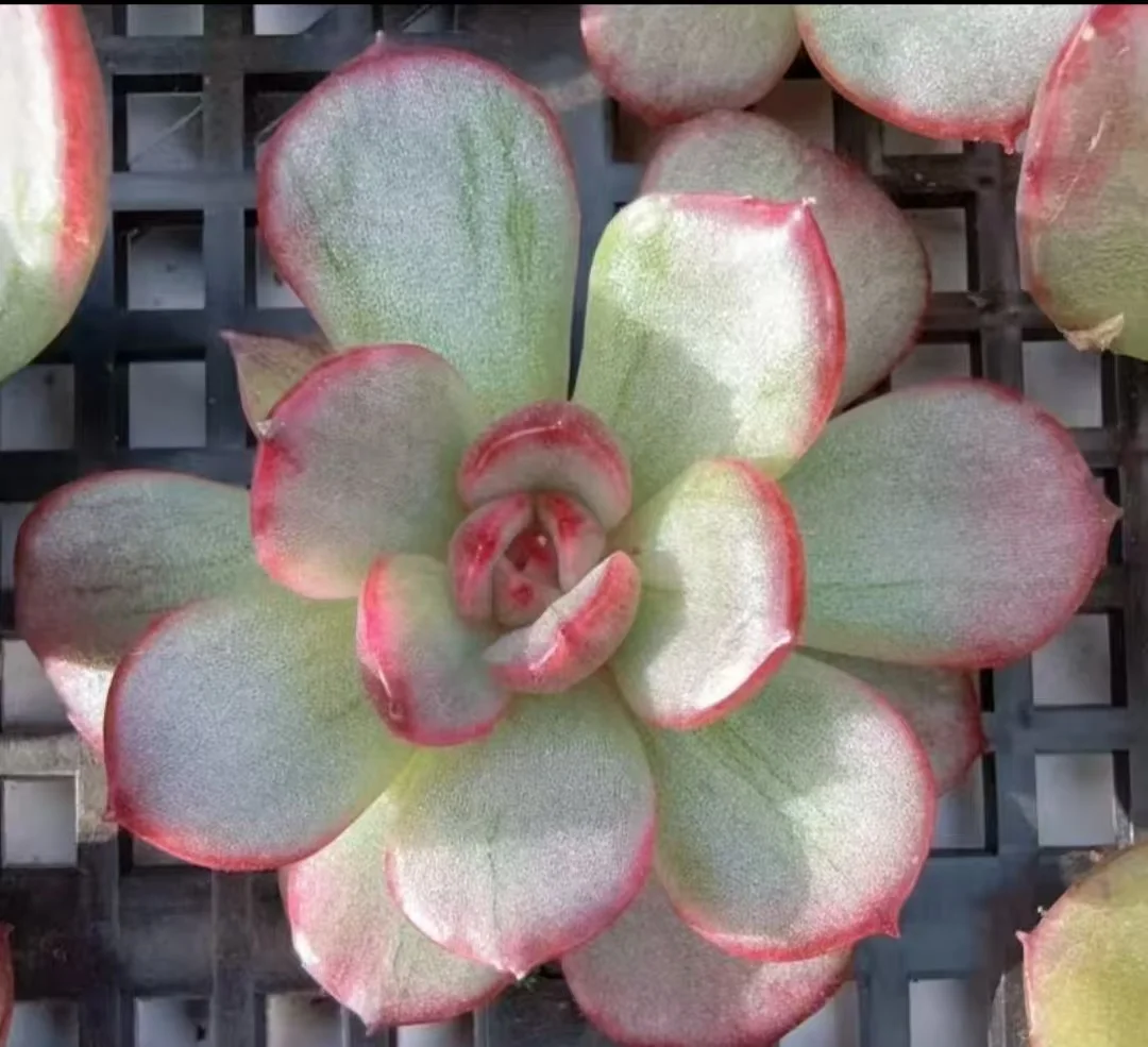 plant Aeonium Echeveria Haworthia  Caudex  Lithops Cactus  Agave 