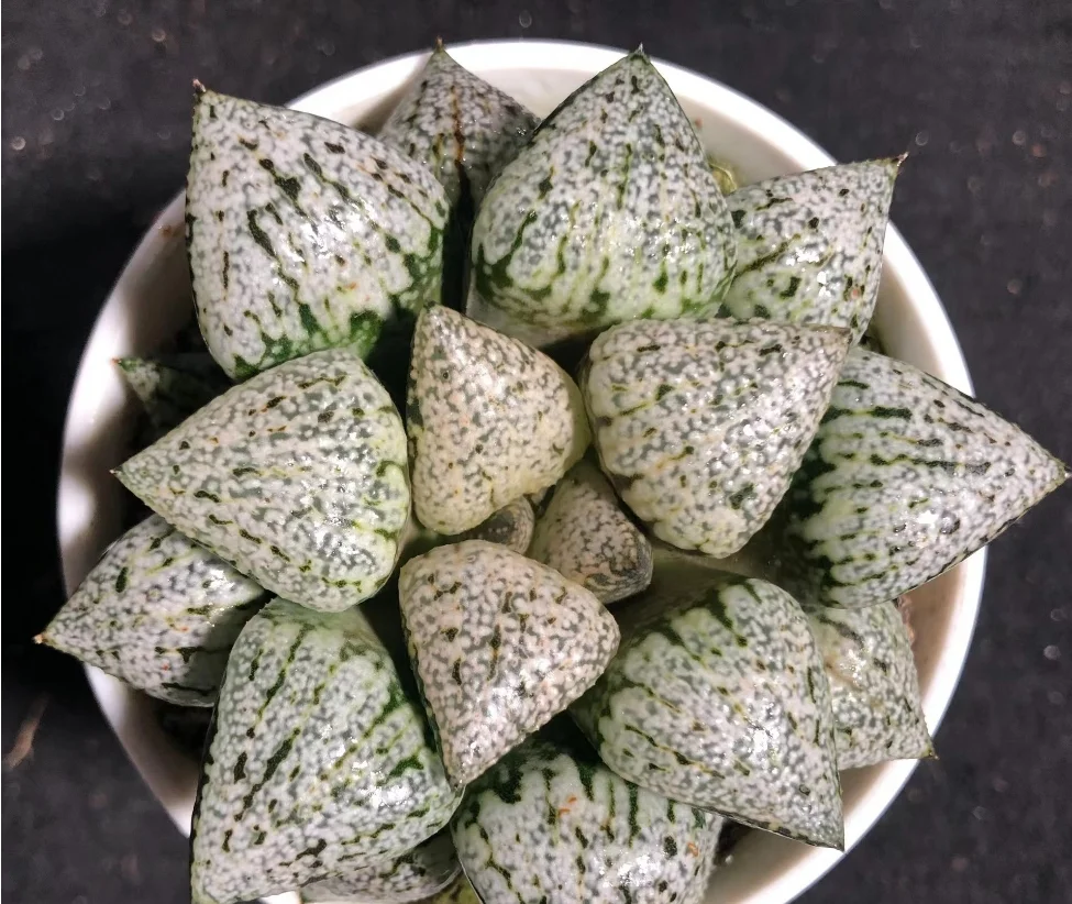 plant Aeonium Echeveria Haworthia  Caudex  Lithops Cactus  Agave 